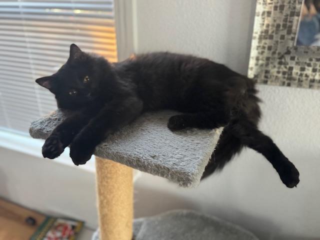 Joe Jonas, ADOPTABLE, Young Male Domestic Medium Hair.