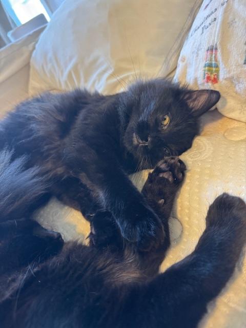 Joe Jonas, a ADOPTABLE Domestic Medium Hair in Santa Cruz, CA image 6/6