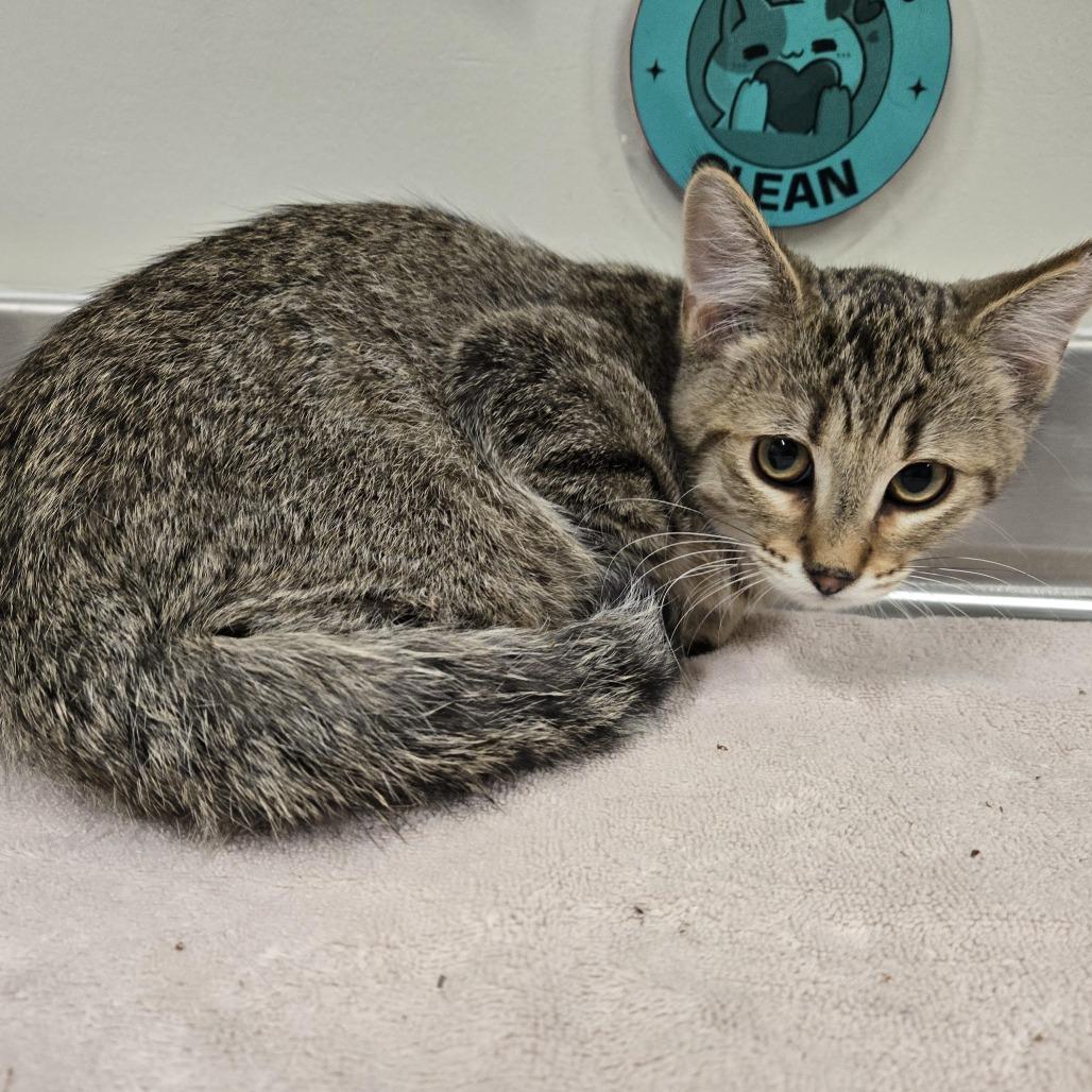 Enlarge Fritz, a Adoptable Domestic Medium Hair in Saint Cloud, MN image 1/2
