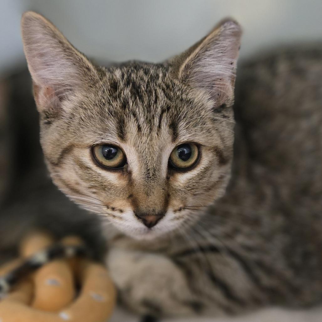 Enlarge Fritz, a Adoptable Domestic Medium Hair in Saint Cloud, MN image 2/2
