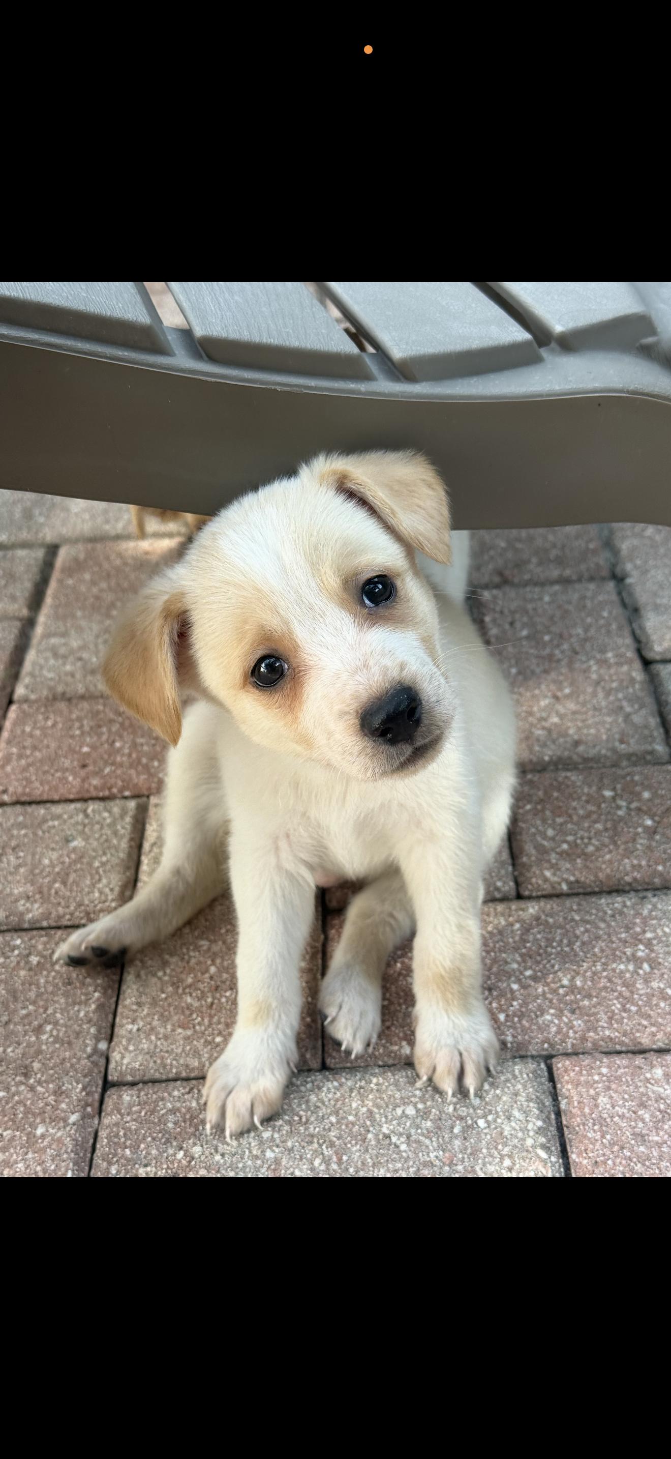 Enlarge Waffles, a Adoptable mixed breed in Lutz, FL image 1/1