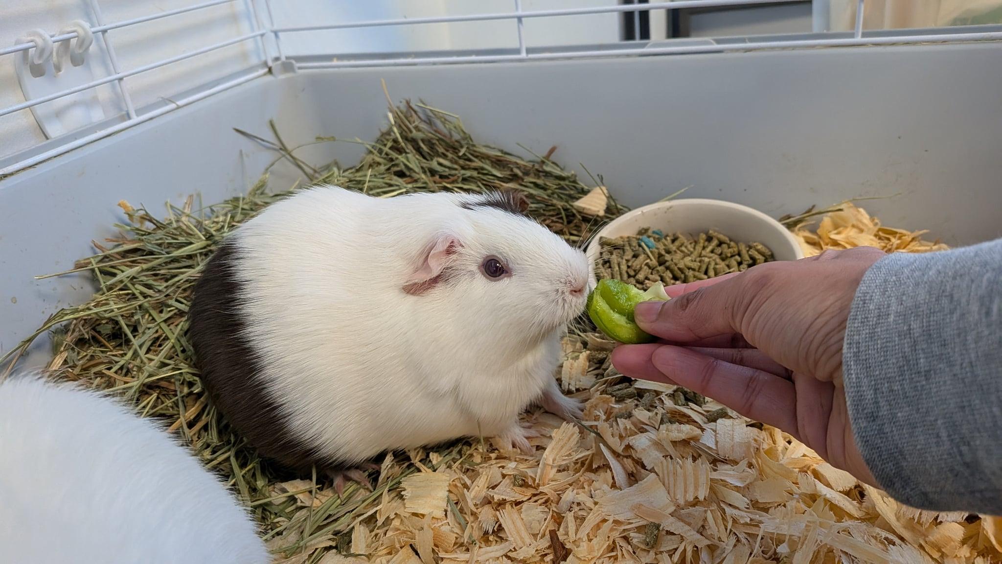 Enlarge Focaccia, a Adoptable Guinea Pig in Elyria, OH image 1/1