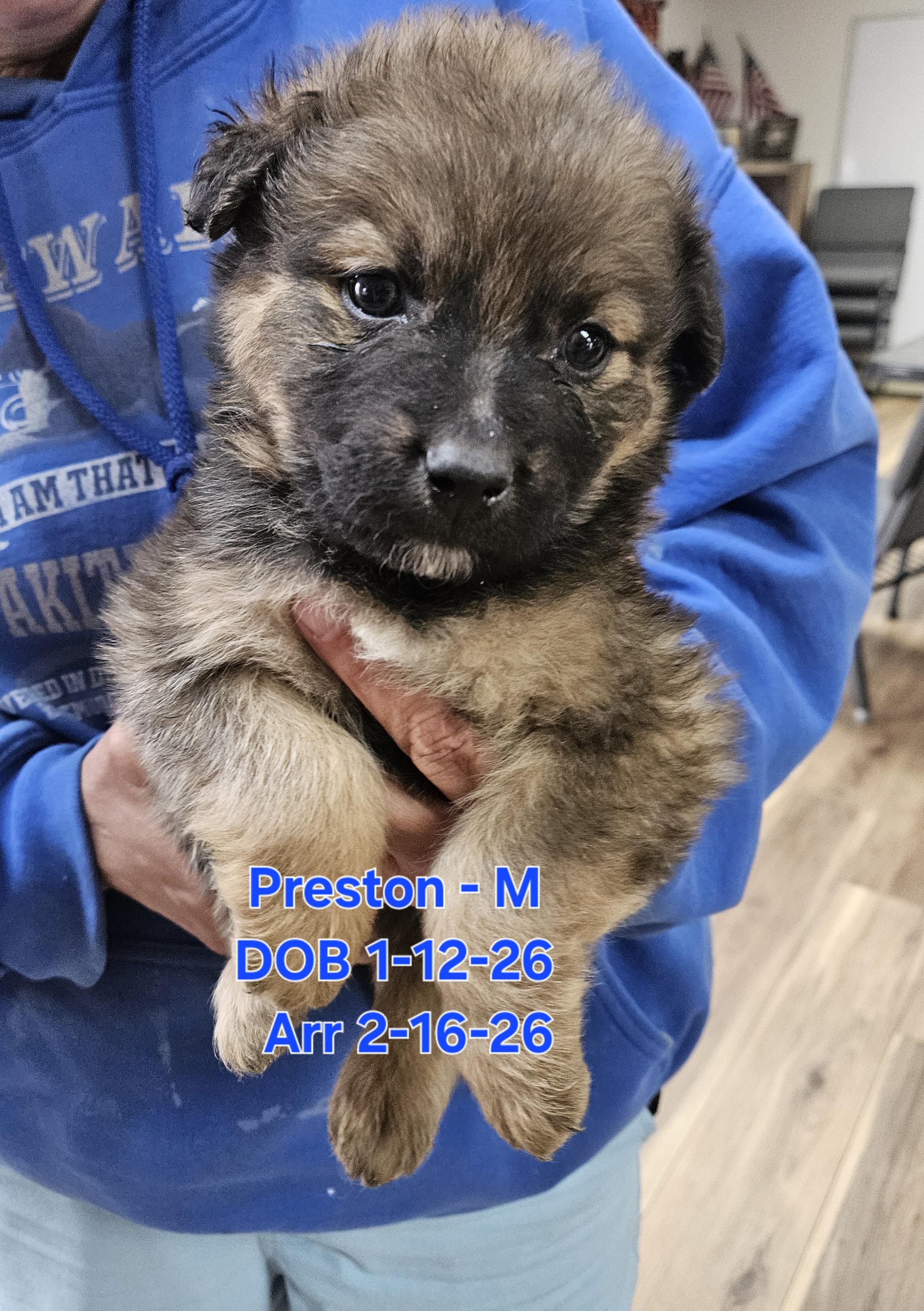 Enlarge Preston, a Adopted mixed breed in Nucla, CO image 1/1