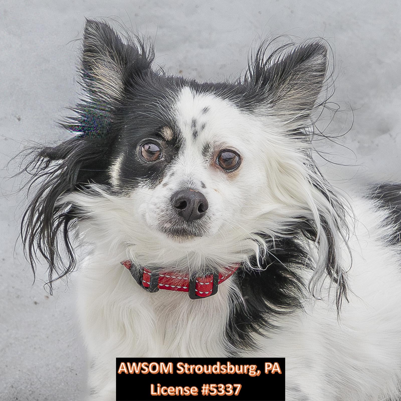 Enlarge Jasper, a ADOPTABLE mixed breed in Stroudsburg, PA image 1/2