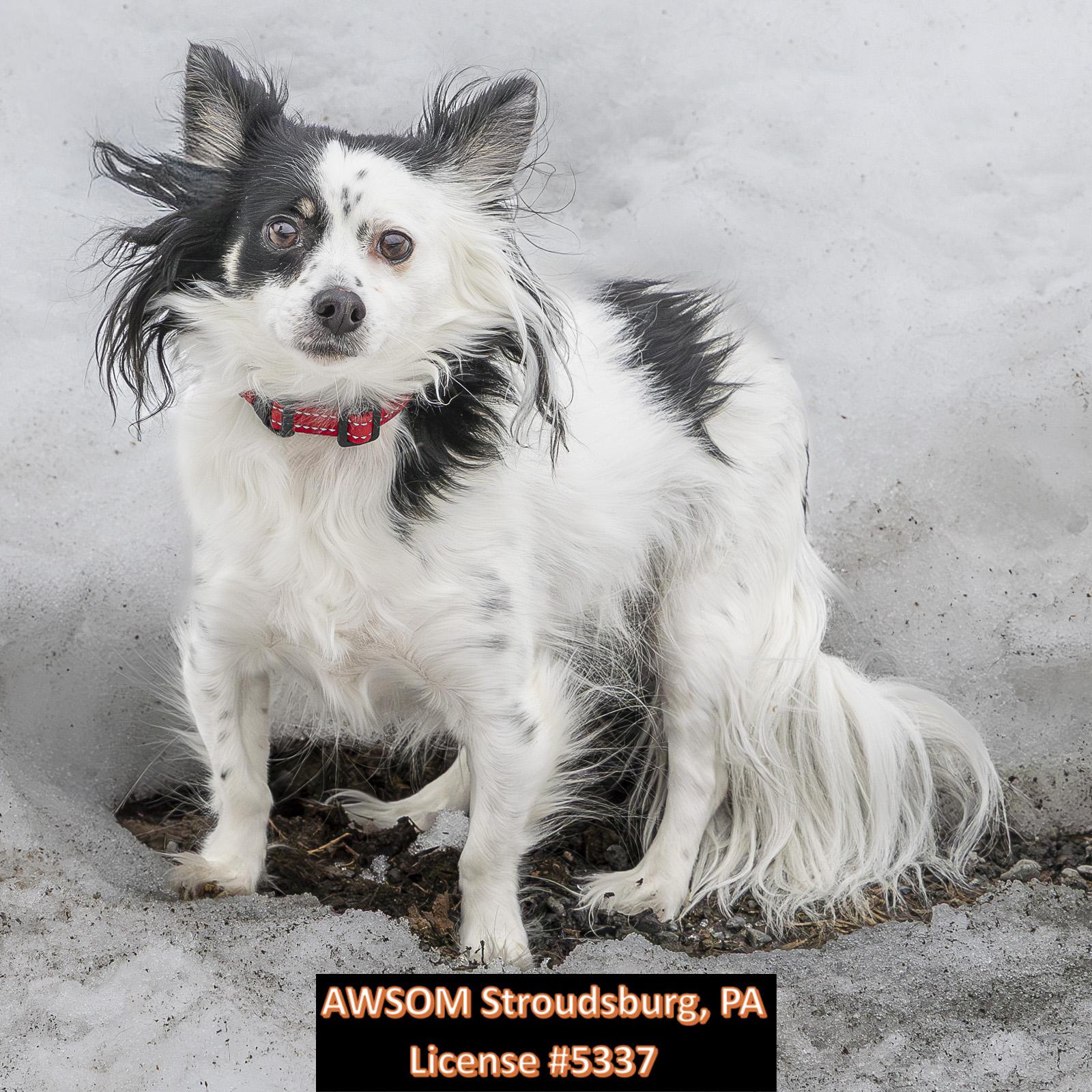 Enlarge Jasper, a ADOPTABLE mixed breed in Stroudsburg, PA image 2/2