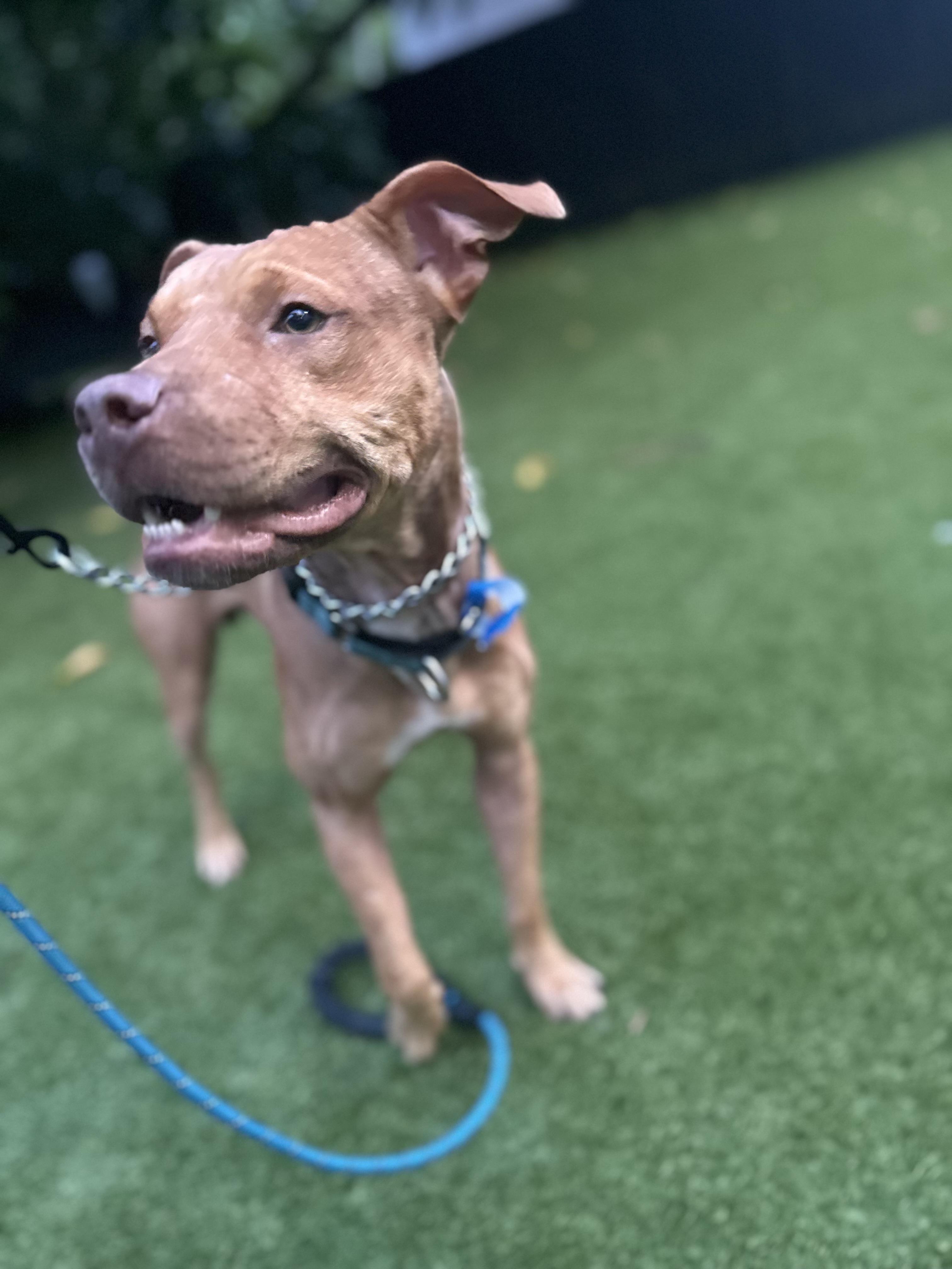 Atlas, a Adoptable mixed breed in North Miami, FL image 1/4