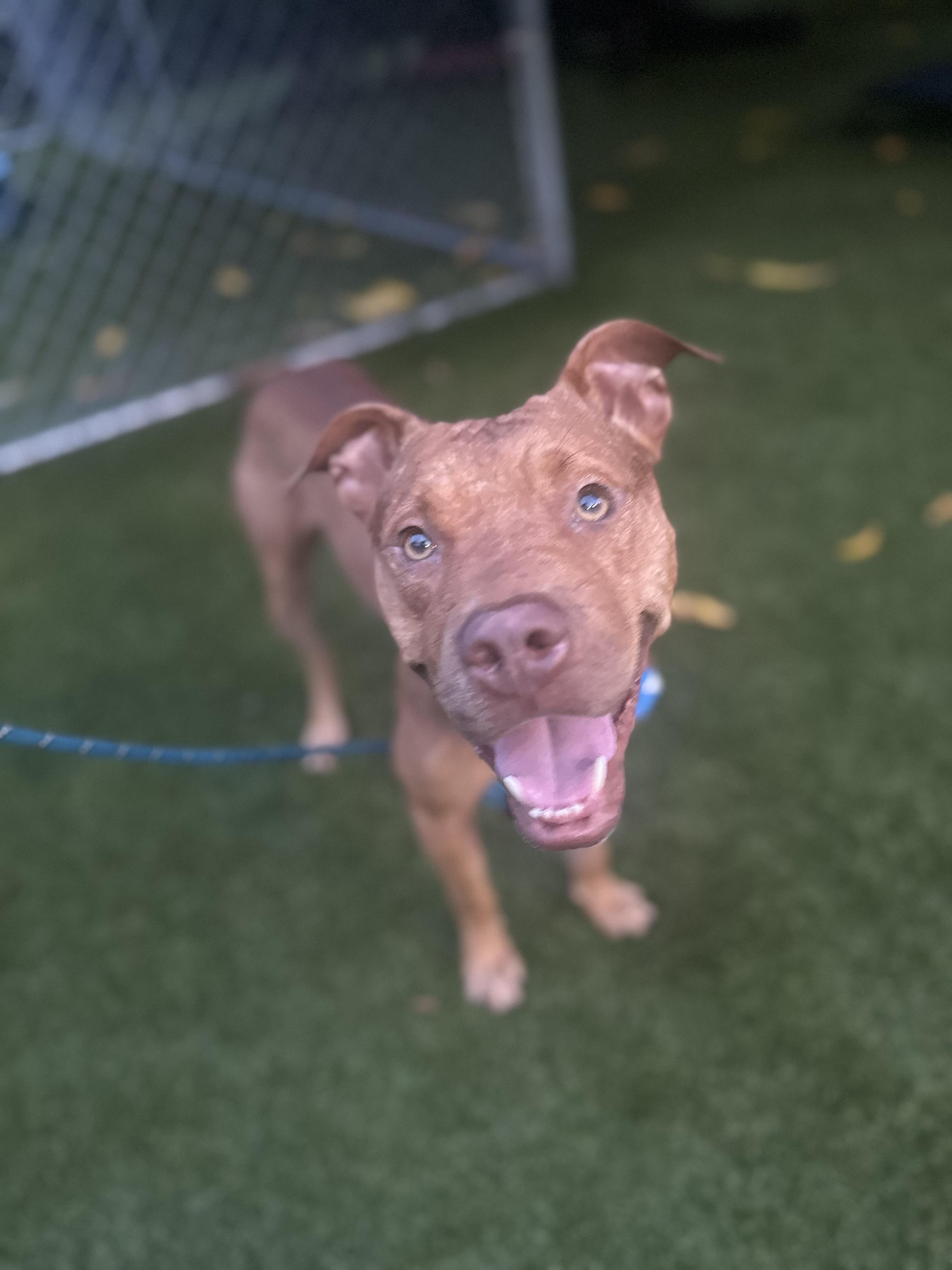 Atlas, a Adoptable mixed breed in North Miami, FL image 3/4