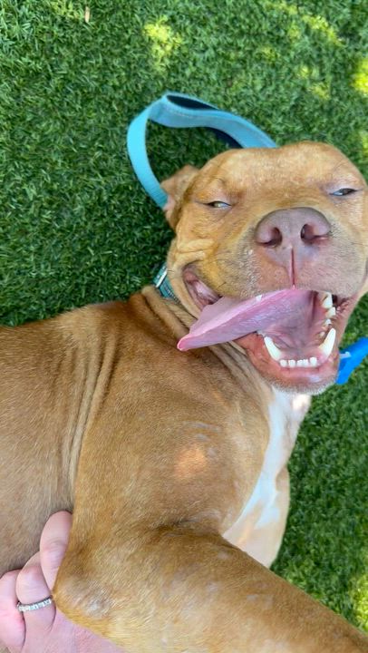 Enlarge Atlas, a Adoptable mixed breed in North Miami, FL video 4/4