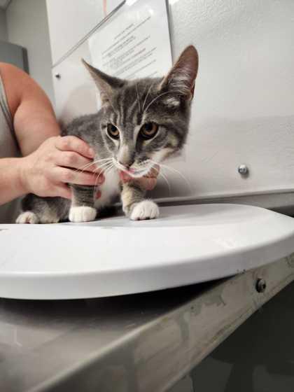 Antoine, Adoptable, Young Male Domestic Short Hair.