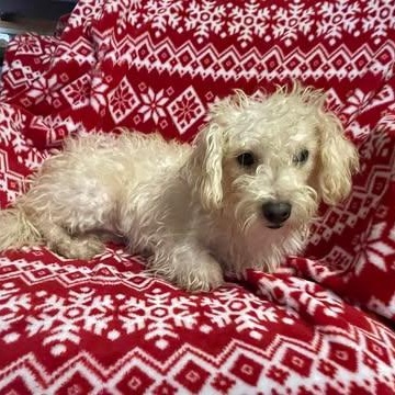 Enlarge TAMARA 1 yr 6 months 18 lbs, an adoption pending mixed breed in Aliso Viejo, CA image 5/6