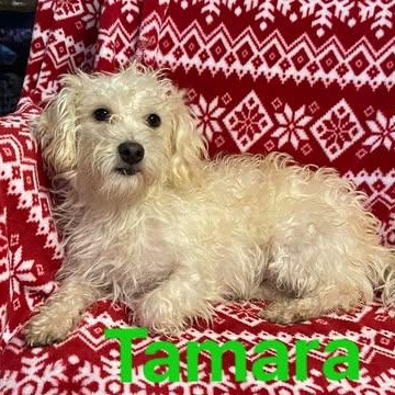 Enlarge TAMARA 1 yr 6 months 18 lbs, an adoption pending mixed breed in Aliso Viejo, CA image 2/6