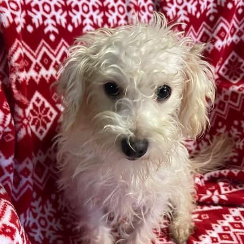 Enlarge TAMARA 1 yr 6 months 18 lbs, an adoption pending mixed breed in Aliso Viejo, CA image 4/6