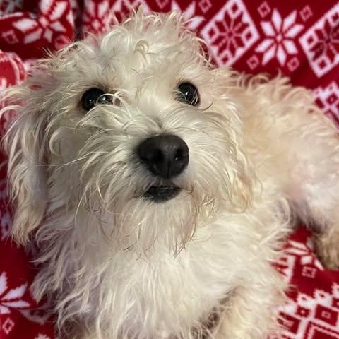 Enlarge TAMARA 1 yr 6 months 18 lbs, an adoption pending mixed breed in Aliso Viejo, CA image 3/6