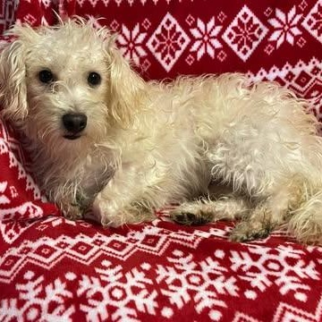 Enlarge TAMARA 1 yr 6 months 18 lbs, an adoption pending mixed breed in Aliso Viejo, CA image 6/6