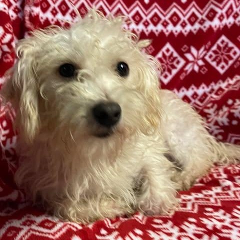 Enlarge TAMARA 1 yr 6 months 18 lbs, an adoption pending mixed breed in Aliso Viejo, CA image 1/6