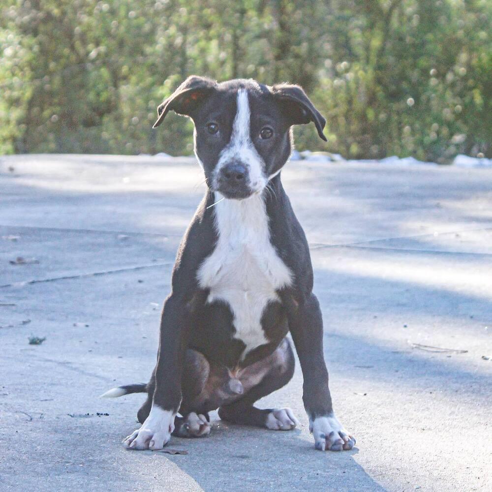 Navidad, Adoptable, Puppy Male Mixed Breed.