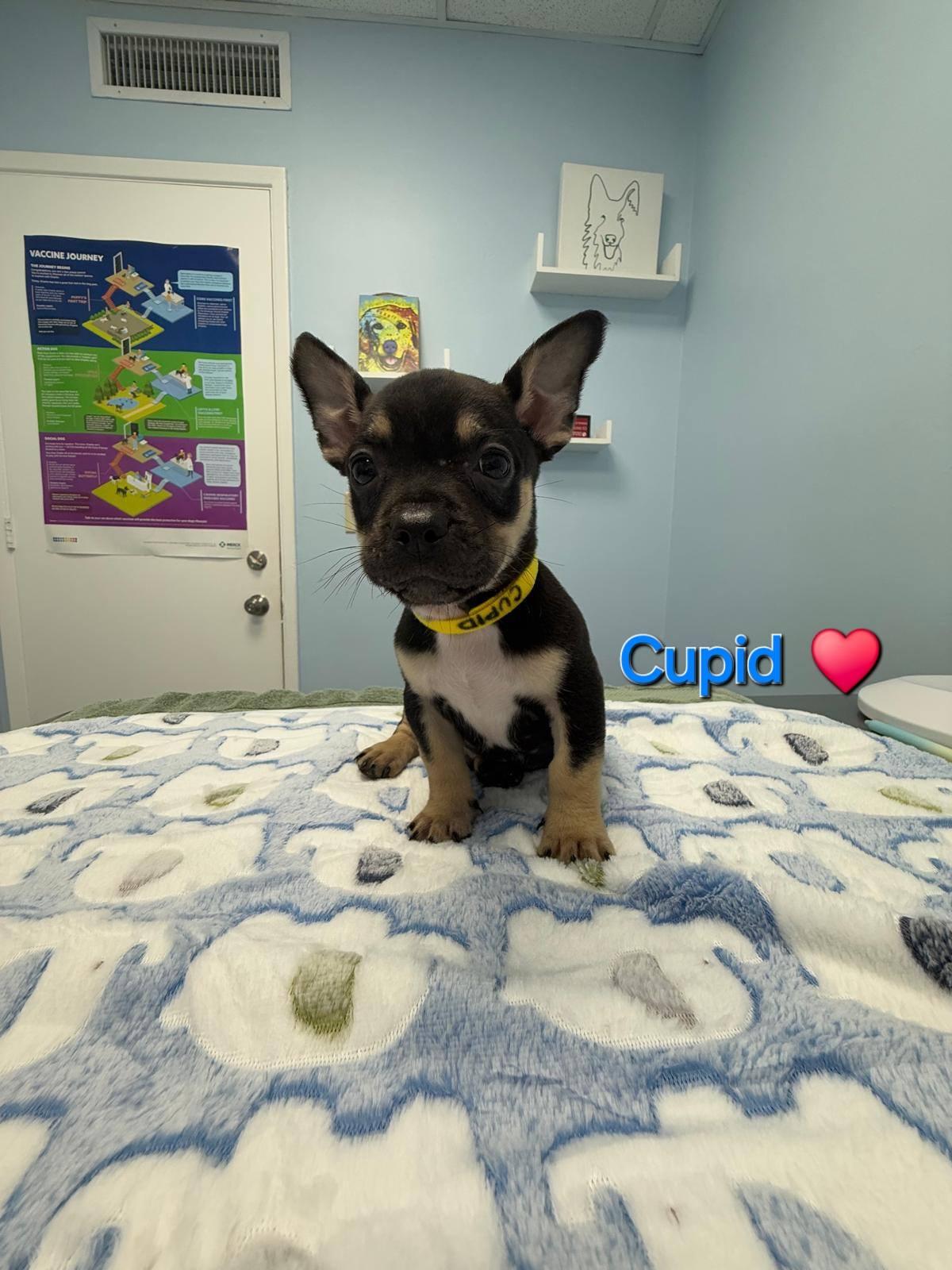 Cupid