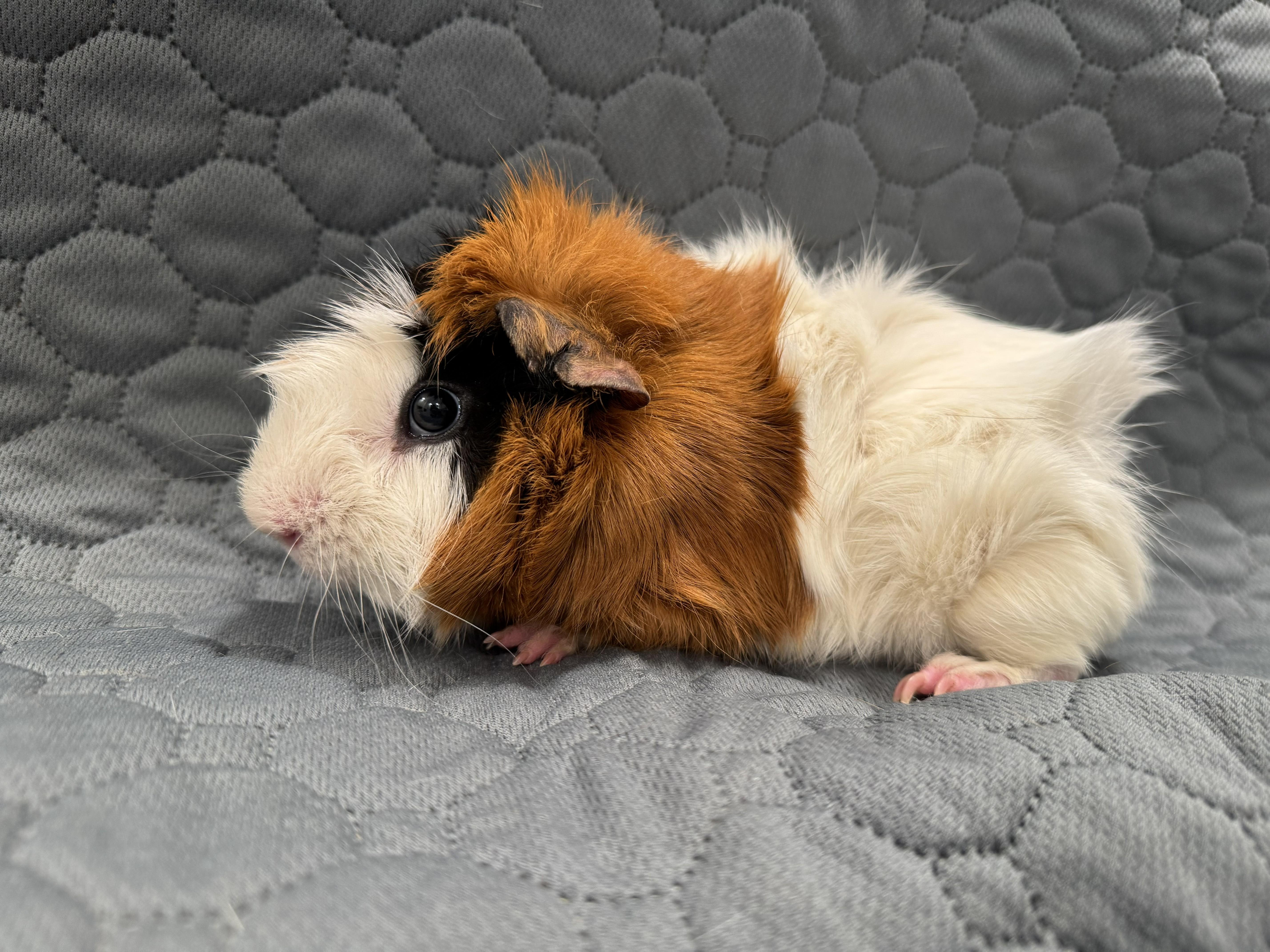 Enlarge Riley, an adoptable Guinea Pig in Austin, TX image 1/3