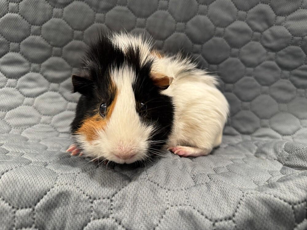 Enlarge Riley, an adoptable Guinea Pig in Austin, TX image 3/3
