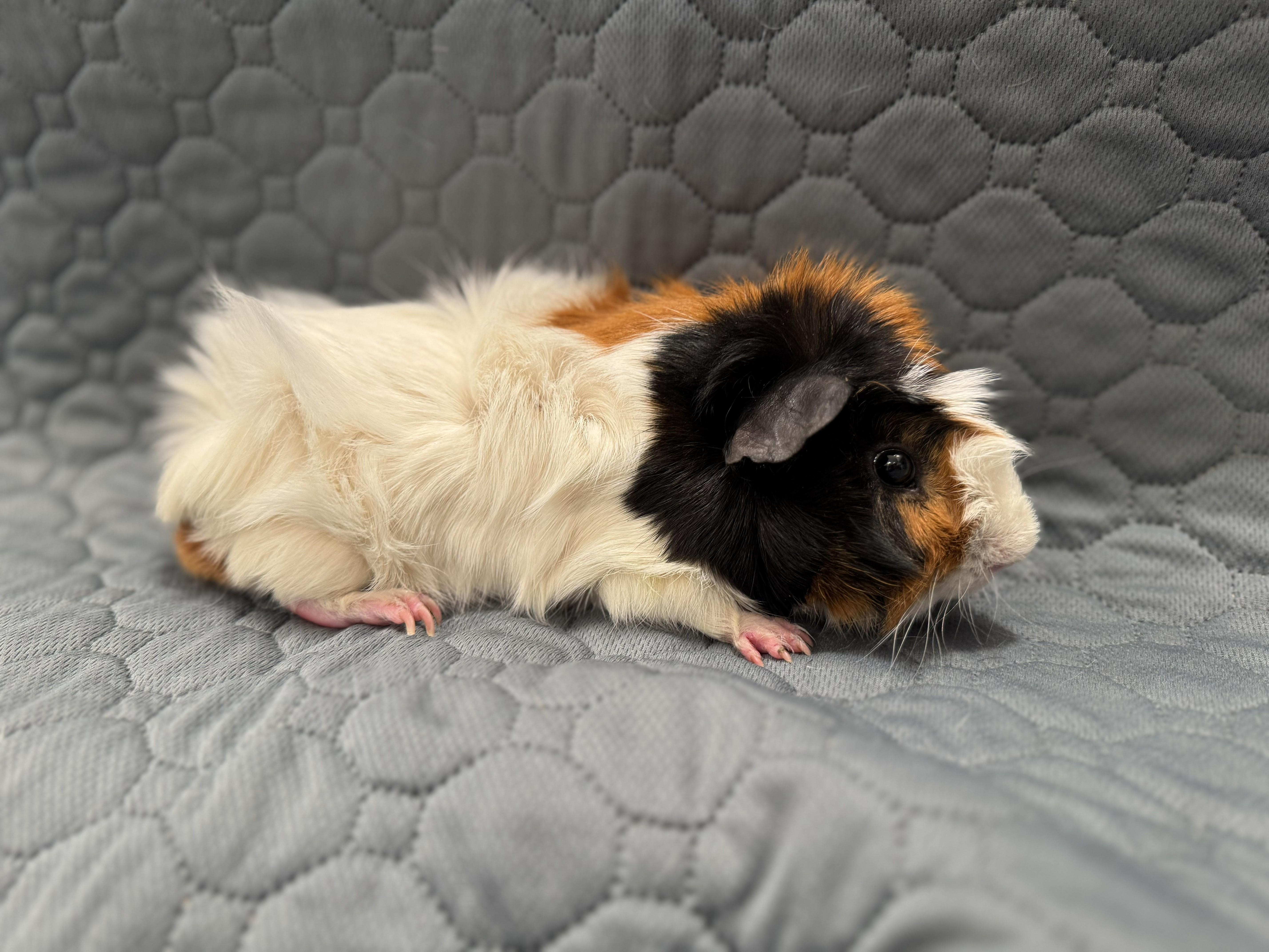 Enlarge Riley, an adoptable Guinea Pig in Austin, TX image 3/3
