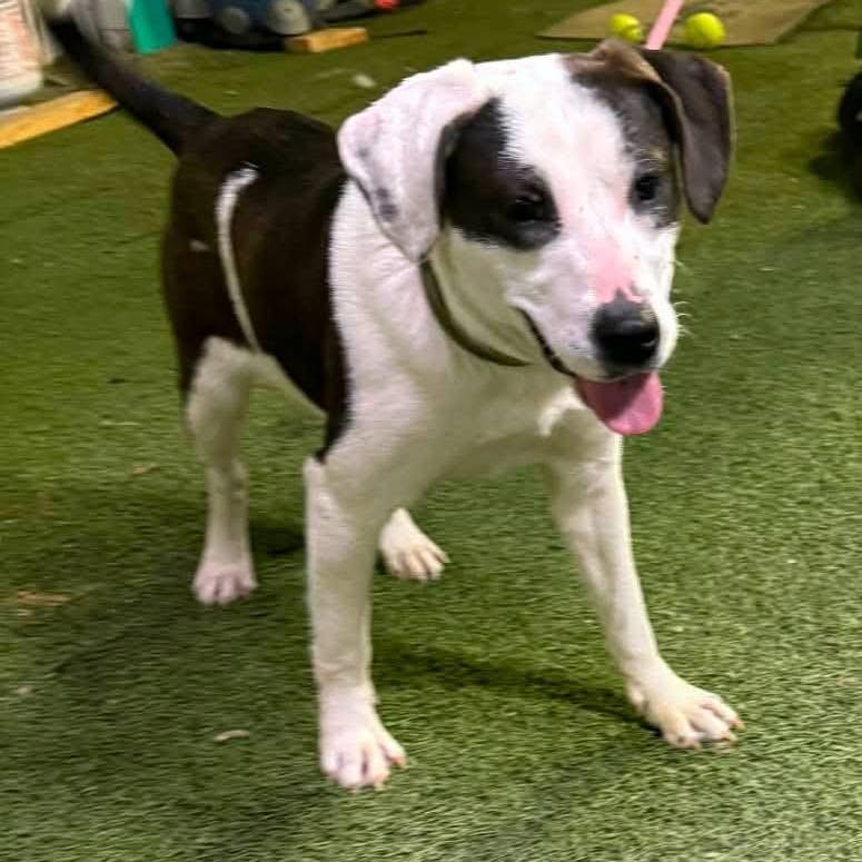 Enlarge Andi, a Adoptable mixed breed in Hagerstown, MD image 1/5