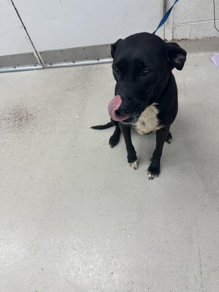 Sera (59), a Adoptable mixed breed in Marietta, GA image 1/2