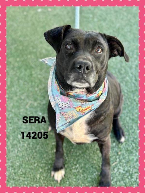 Sera (59), a Adoptable mixed breed in Marietta, GA image 2/2