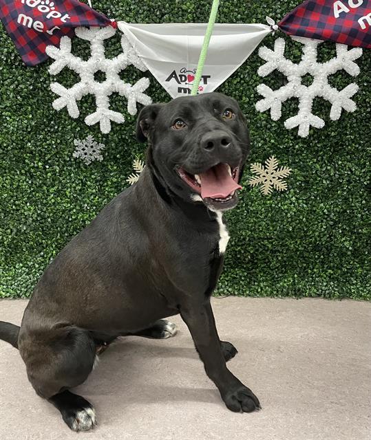 RAVEN, Adoptable, Young Female Pit Bull Terrier & Labrador Retriever.