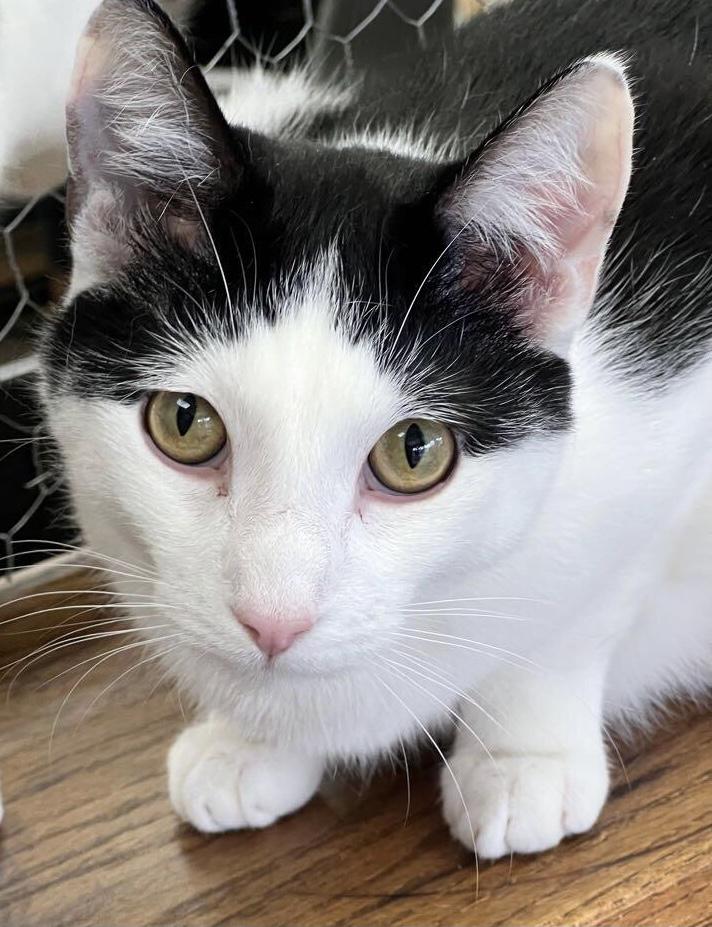 Boomer, adopted, Young Male Domestic Short Hair.