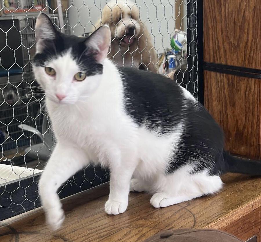 Boomer, an adopted Domestic Short Hair in Lincolnwood, IL image 3/3