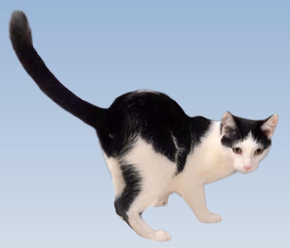 Boomer, an adopted Domestic Short Hair in Lincolnwood, IL image 2/3