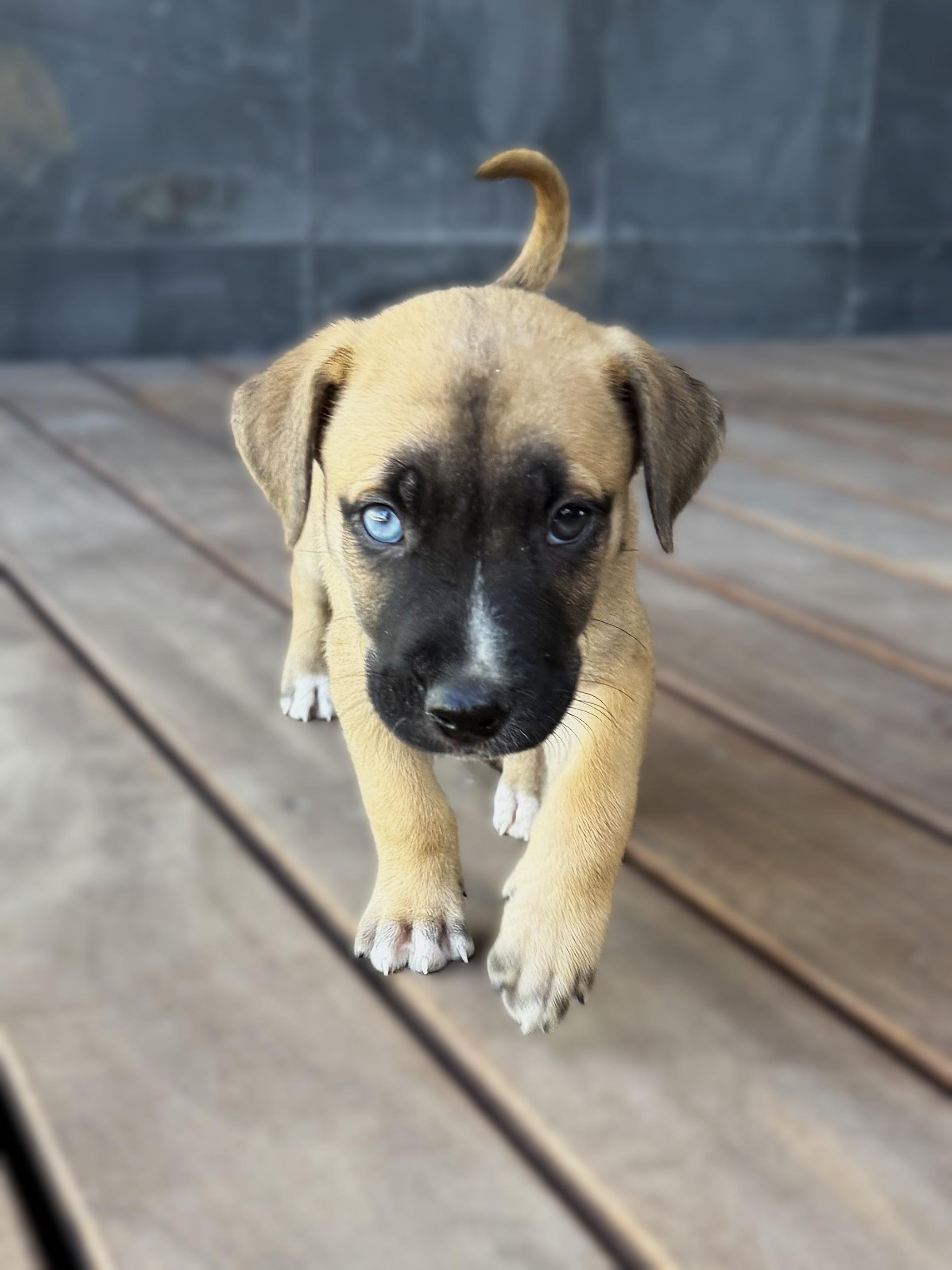 Enlarge Rex, a Adoptable mixed breed in Austin, TX image 2/6
