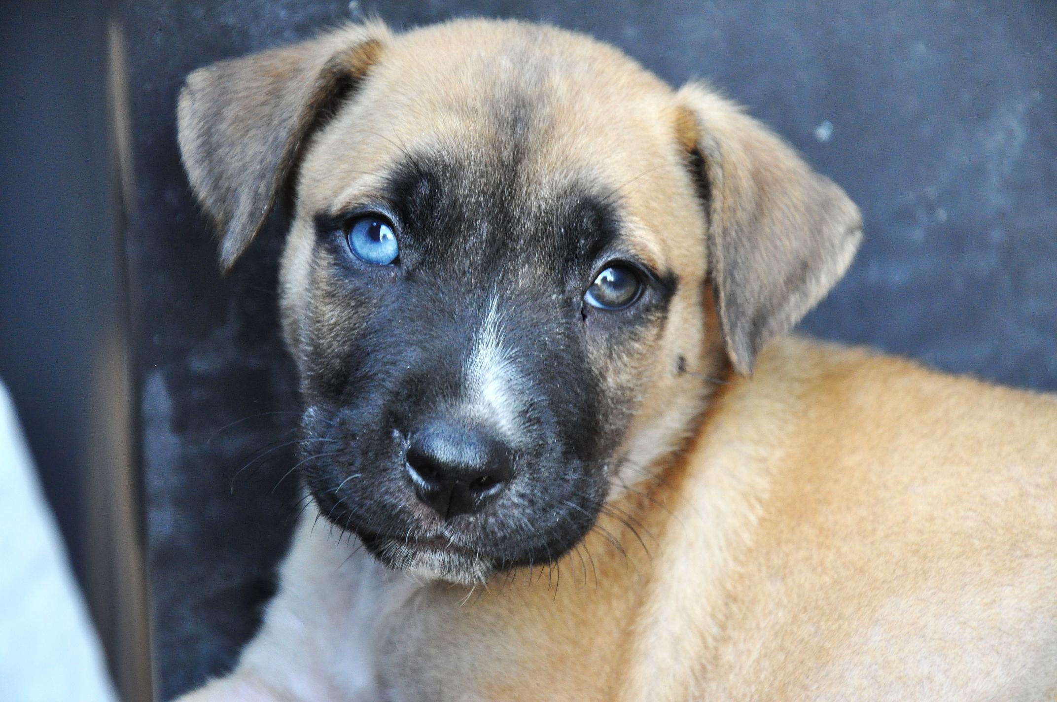 Rex, Adoptable, Puppy Male Belgian Shepherd / Malinois & Labrador Retriever.