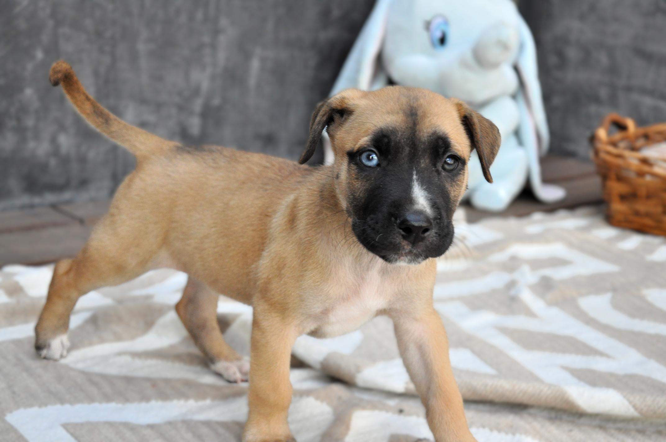 Enlarge Rex, a Adoptable mixed breed in Austin, TX image 6/6