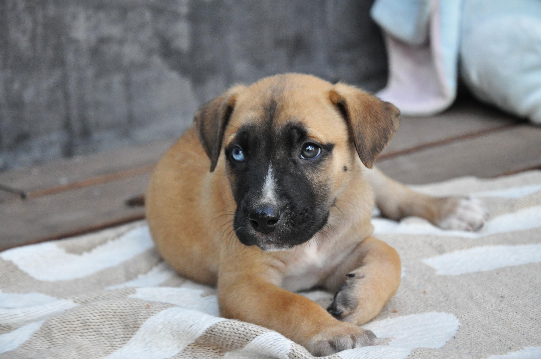 Enlarge Rex, a Adoptable mixed breed in Austin, TX image 3/6