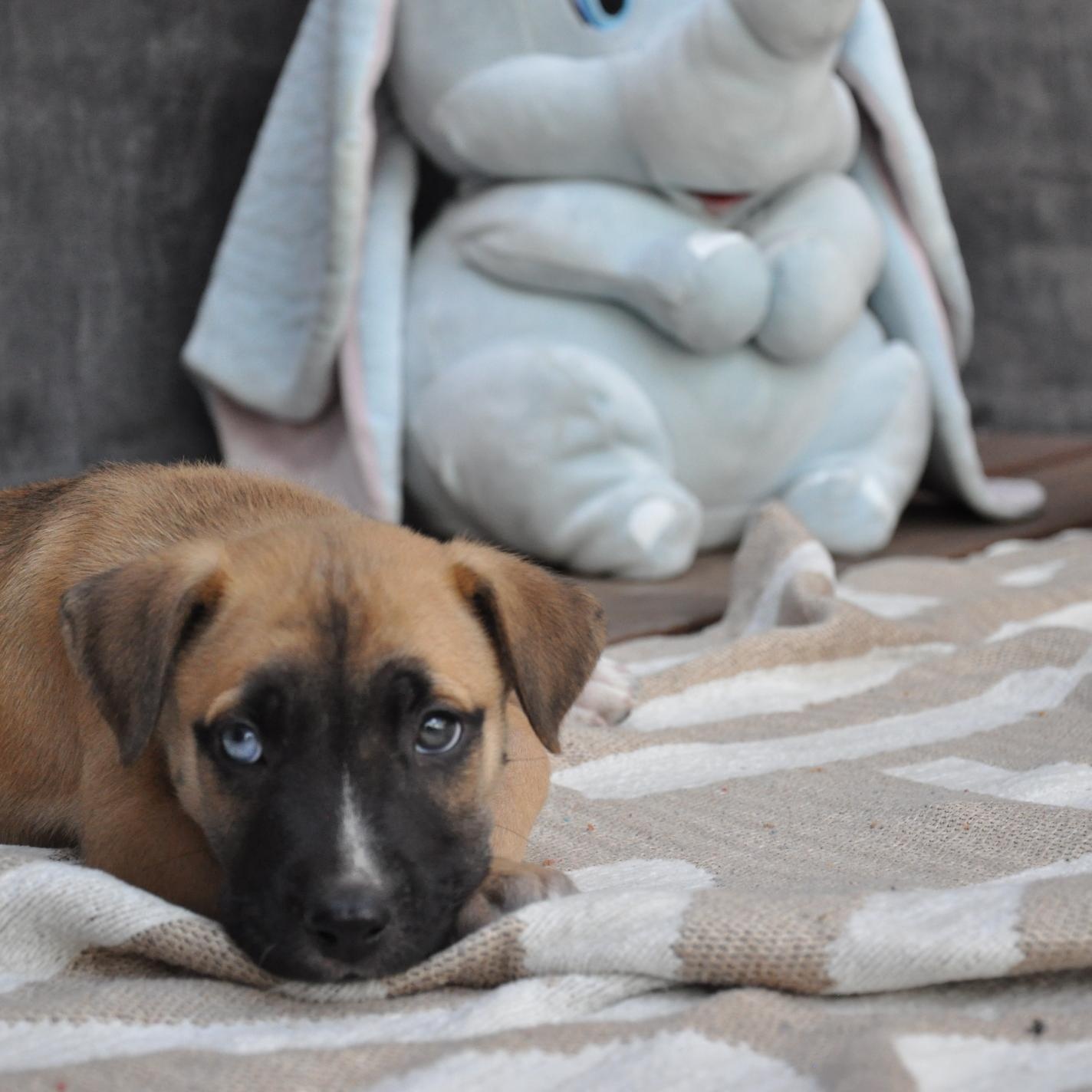 Enlarge Rex, a Adoptable mixed breed in Austin, TX image 4/6