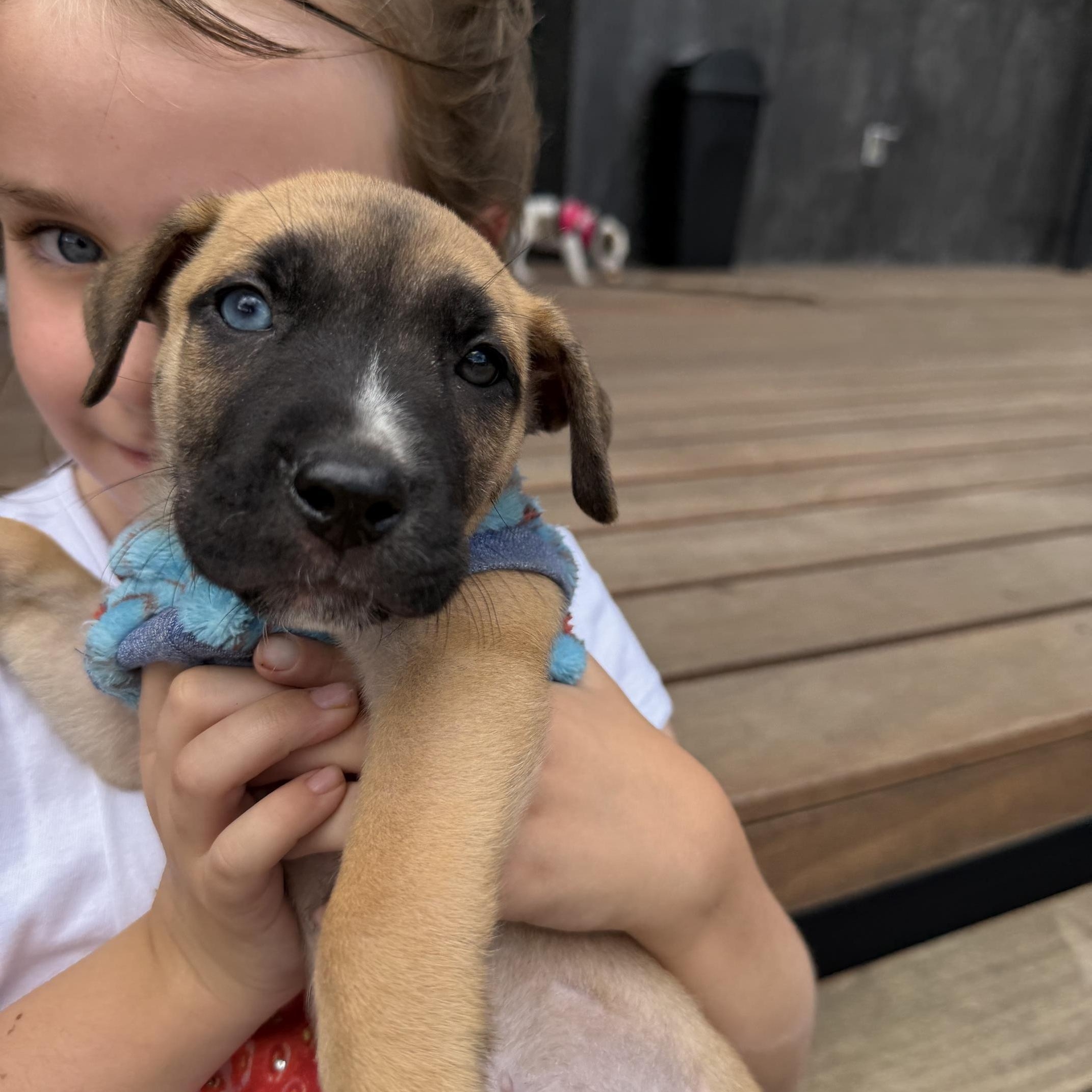 Enlarge Rex, a Adoptable mixed breed in Austin, TX image 5/6