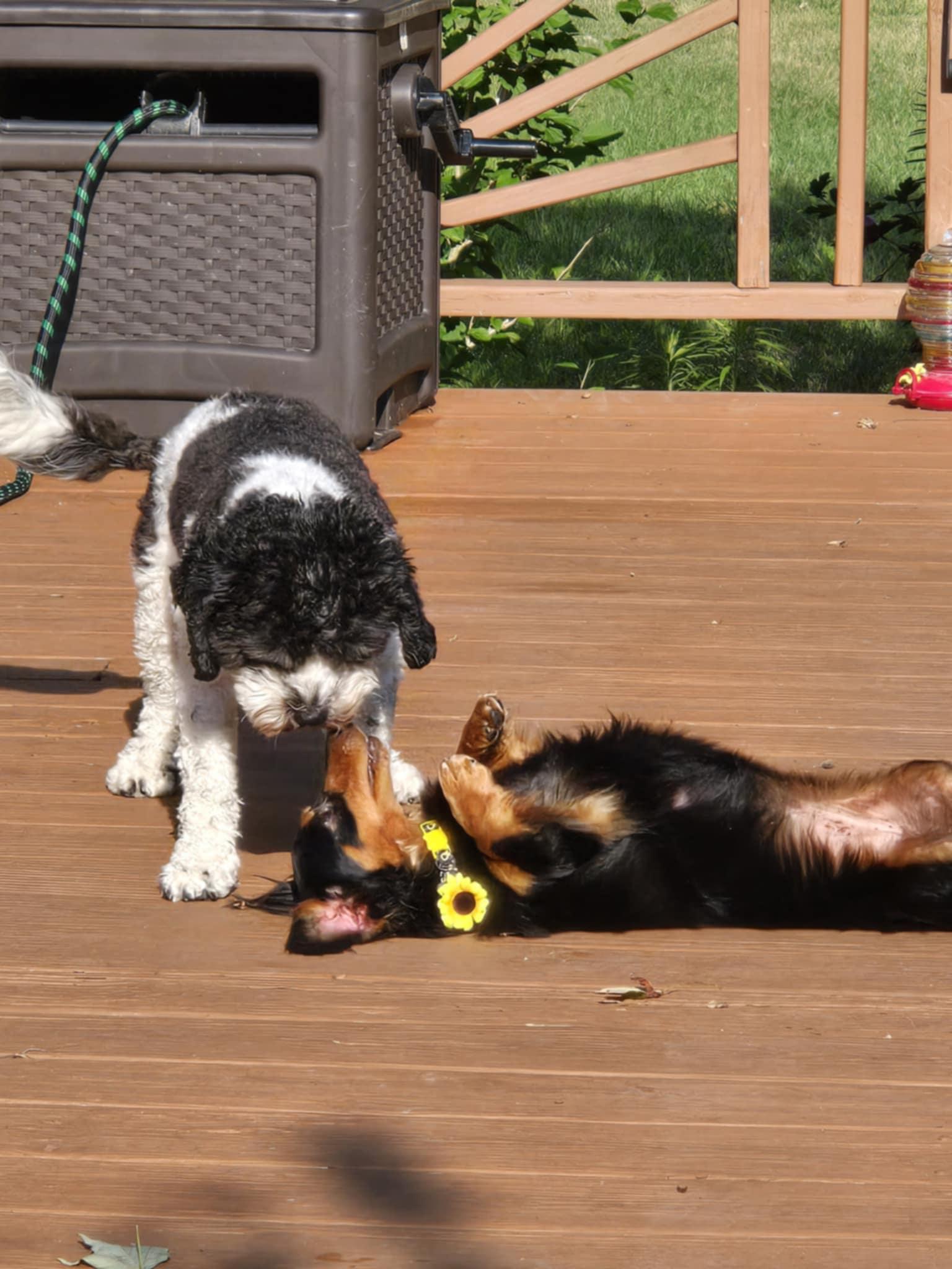 Chloe photo 1