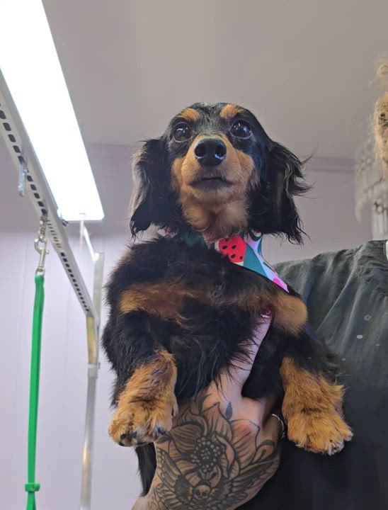 Enlarge Chloe, a Adopted Dachshund (Miniature Long Haired) in Toledo, OH video 2/2