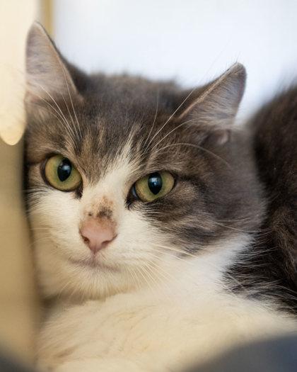 Enlarge Picnic, a Adoptable Domestic Short Hair in Pequot Lakes, MN image 1/2