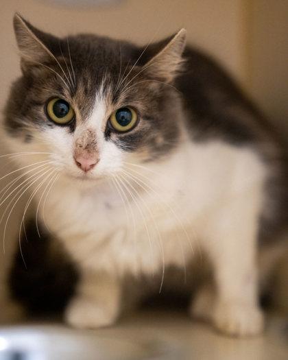 Enlarge Picnic, a Adoptable Domestic Short Hair in Pequot Lakes, MN image 2/2