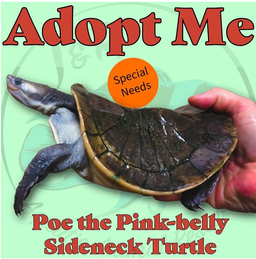 Enlarge Poe the Pink-Belly Sideneck Turtle, a Adoptable Turtle in Neenah, WI image 1/1