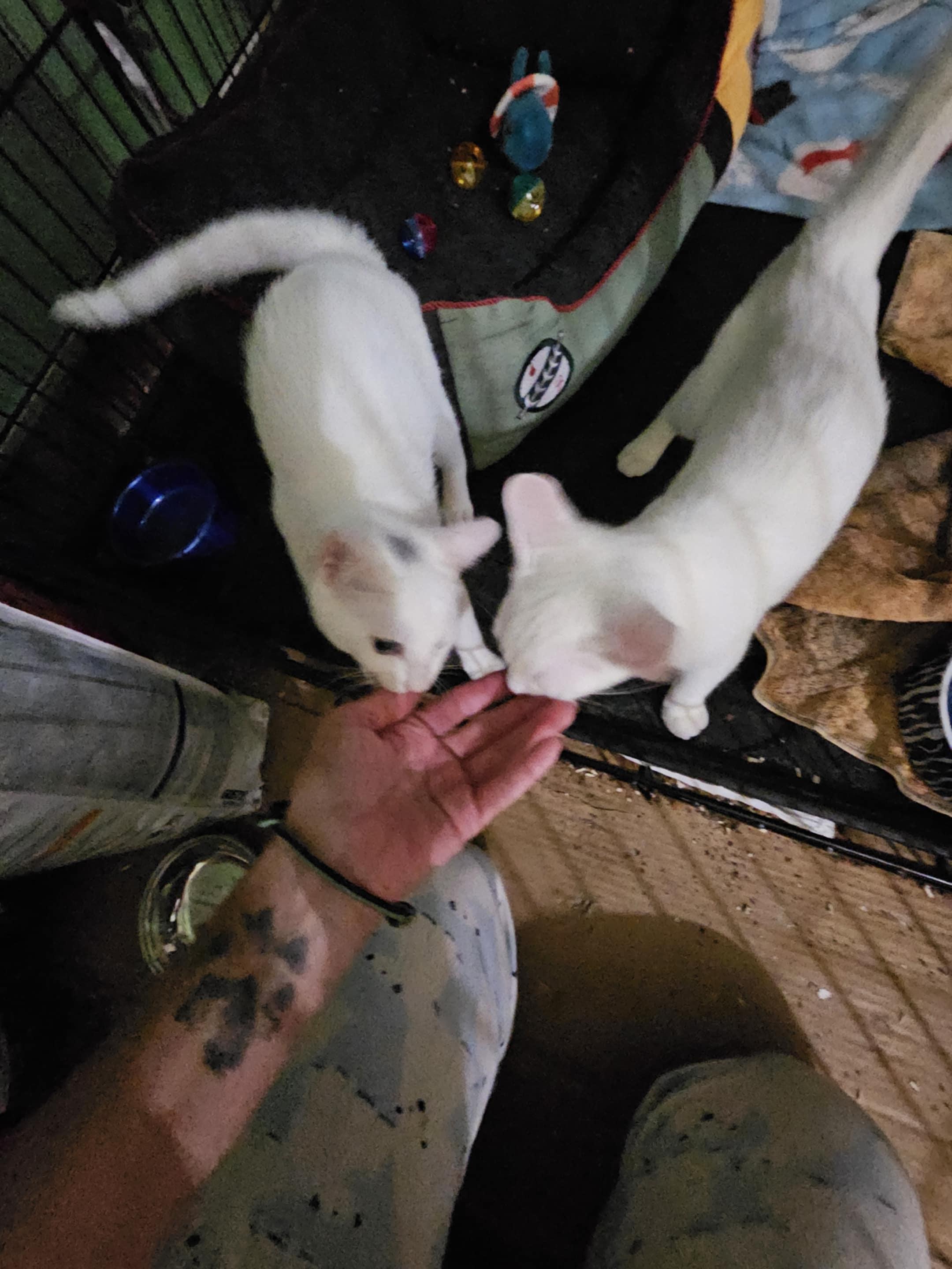 Enlarge Stevie and Charlize GIRLS, a Adopted Domestic Short Hair in Clovis, NM image 1/2