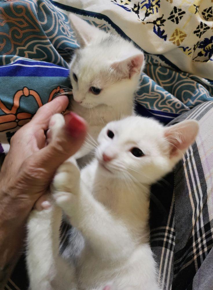 Enlarge Stevie and Charlize GIRLS, a Adopted Domestic Short Hair in Clovis, NM image 2/2