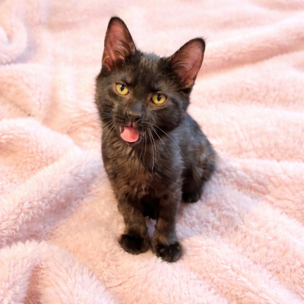 Enlarge Inara, a ADOPTABLE Domestic Short Hair in Long Beach, WA image 2/2