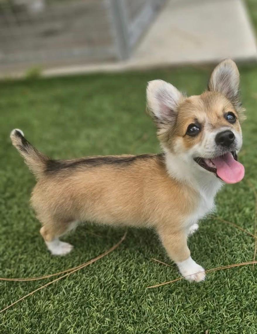 Brie, adopted, Puppy Female Mixed Breed.