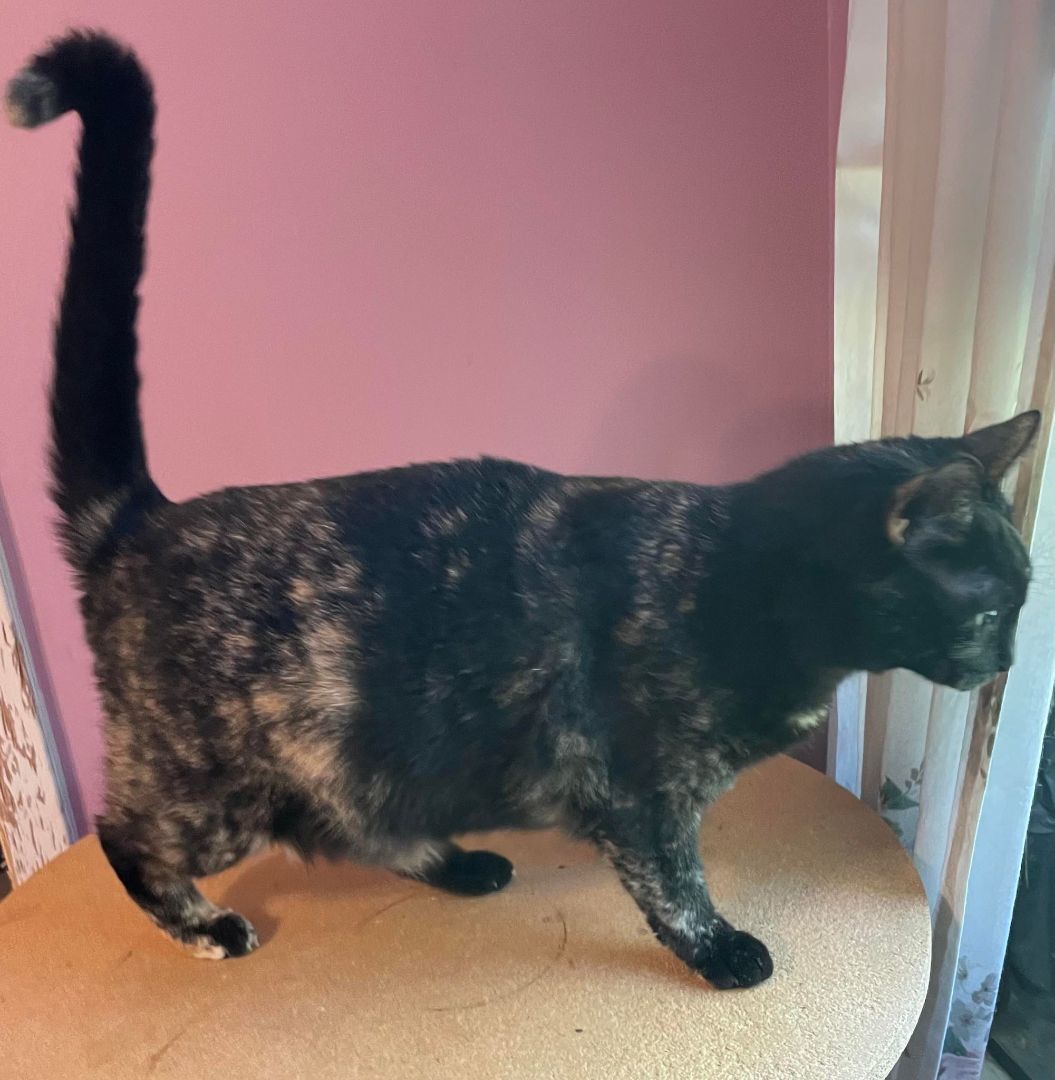 Kiwi, a Adoptable Tortoiseshell in Dauphin island, AL image 2/6