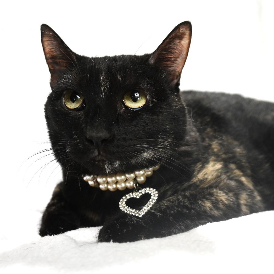 Kiwi, Adoptable, Adult Female Tortoiseshell.