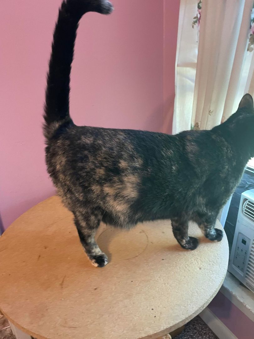 Kiwi, a Adoptable Tortoiseshell in Dauphin island, AL image 3/6