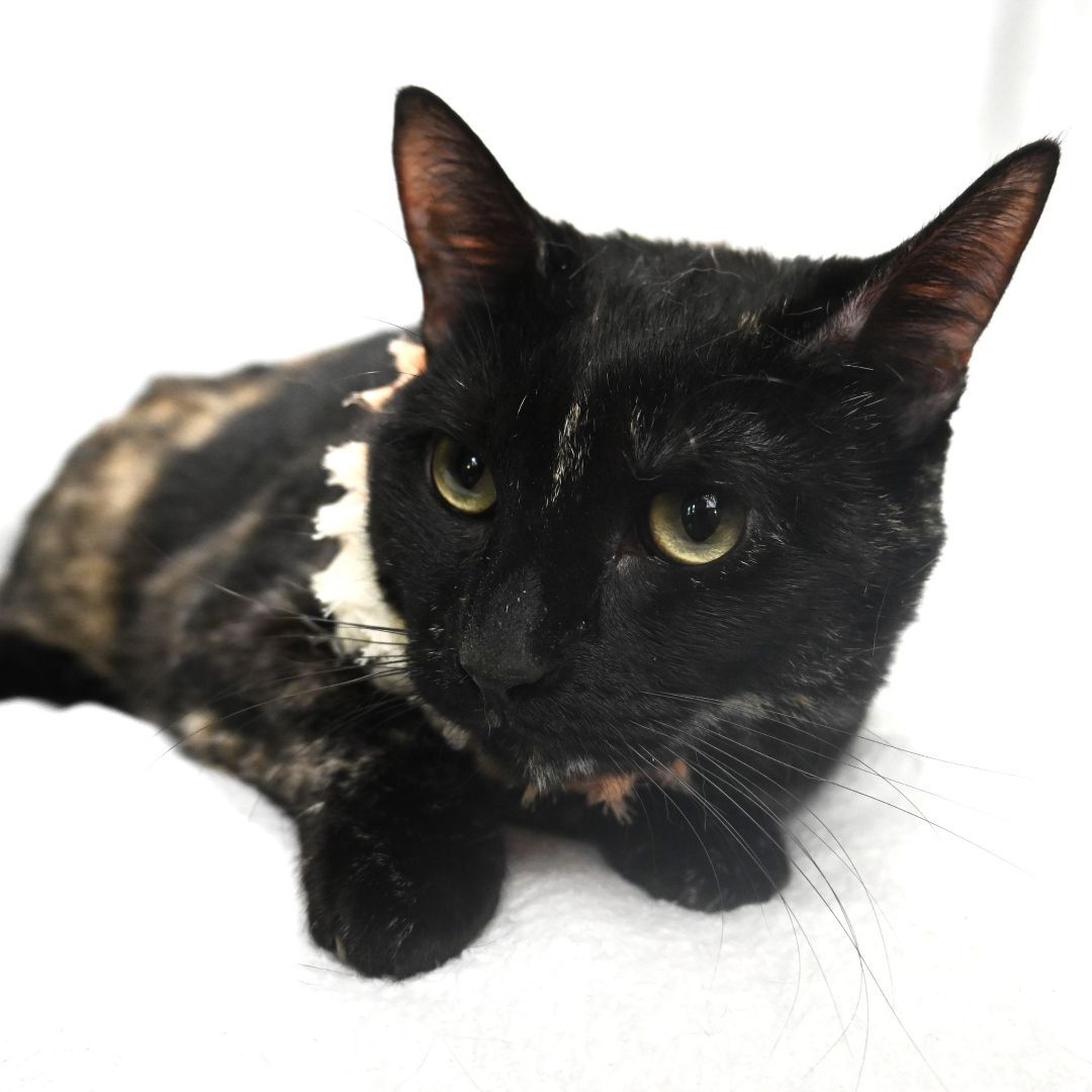 Kiwi, a Adoptable Tortoiseshell in Dauphin island, AL image 4/6